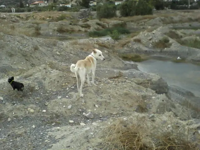 Hund - Insel - Kreta 