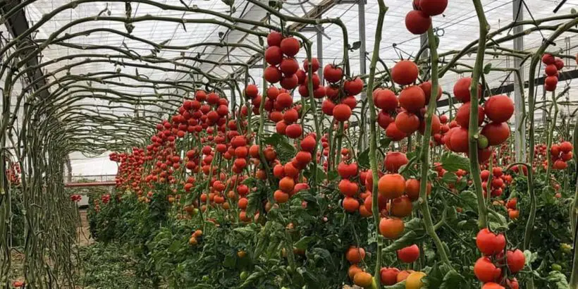 Ein Blick in ein Gewächshaus, in dem gesunde Tomatenpflanzen mit reifen roten Tomaten wachsen.
