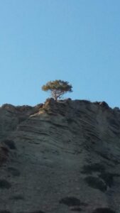 Baum - Berg - Insel - Kreta - Griechenland - Felsen
