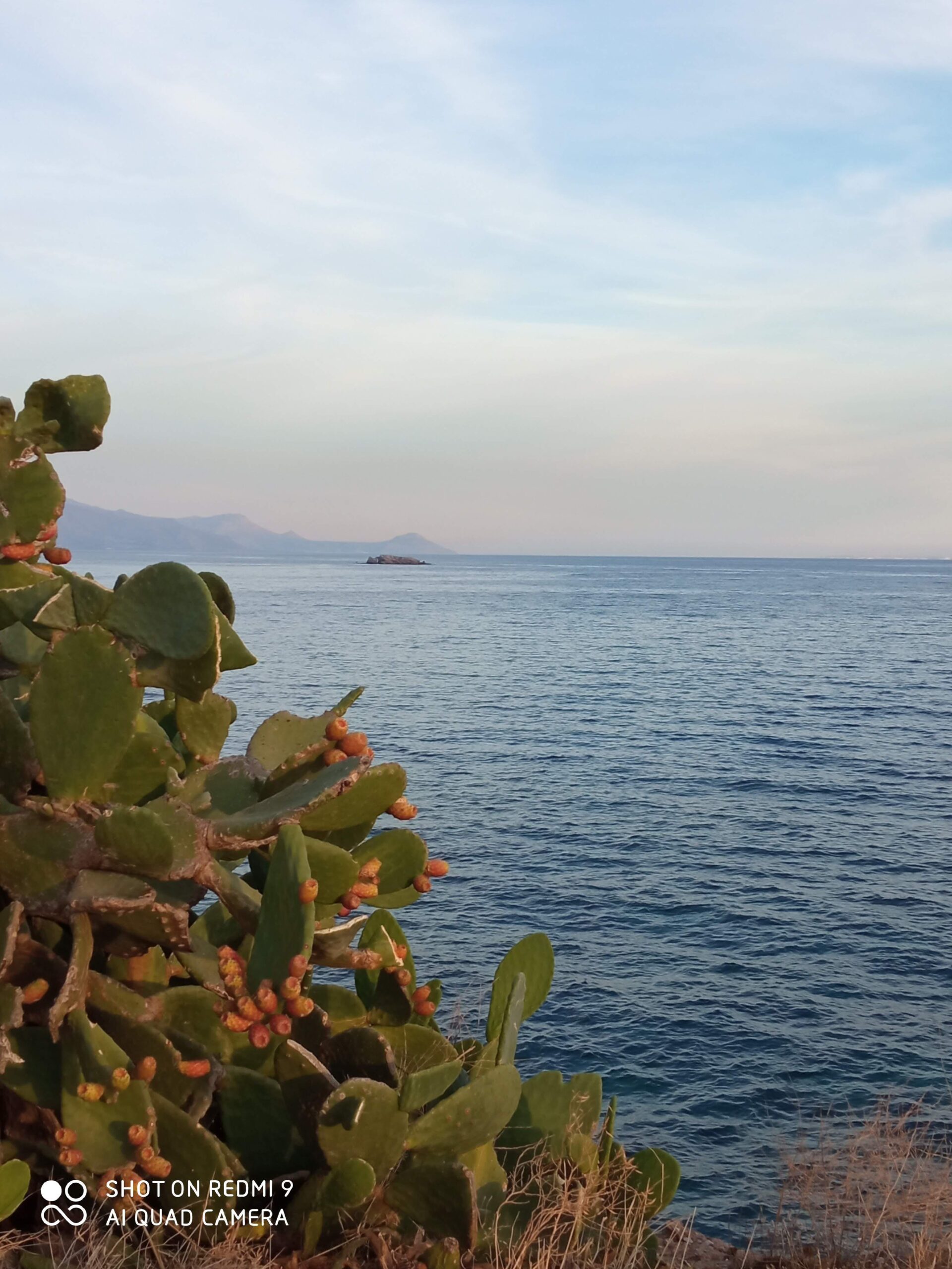 Kaktus - Meer - Insel - Kreta - Griechenland