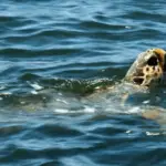 Meeres Schildkröte Caretta auf der Insel Kreta - Meer