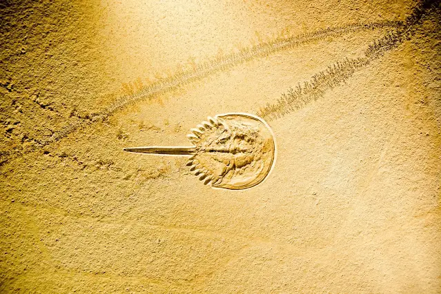 Urzeit - Meer - Krabbe - Symbolbild