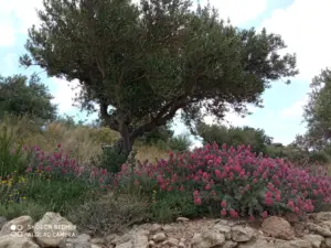 Flora - Natur der Insel Kreta